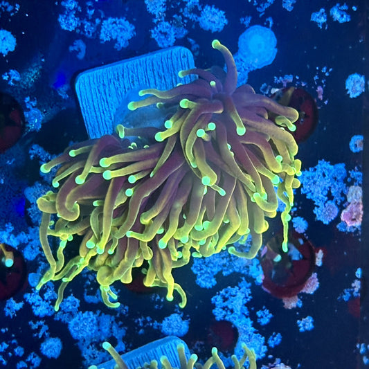 A5-16-M03 || 1 Head Dragon Fire Torch WYSIWYG