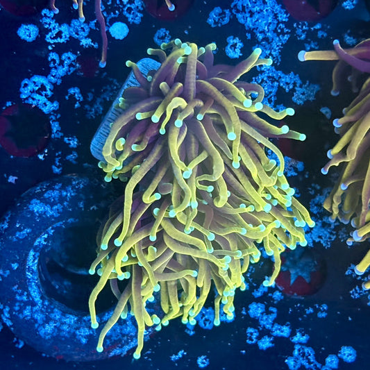 A5-17-M03 || 2 Head Hellfire Torch WYSIWYG