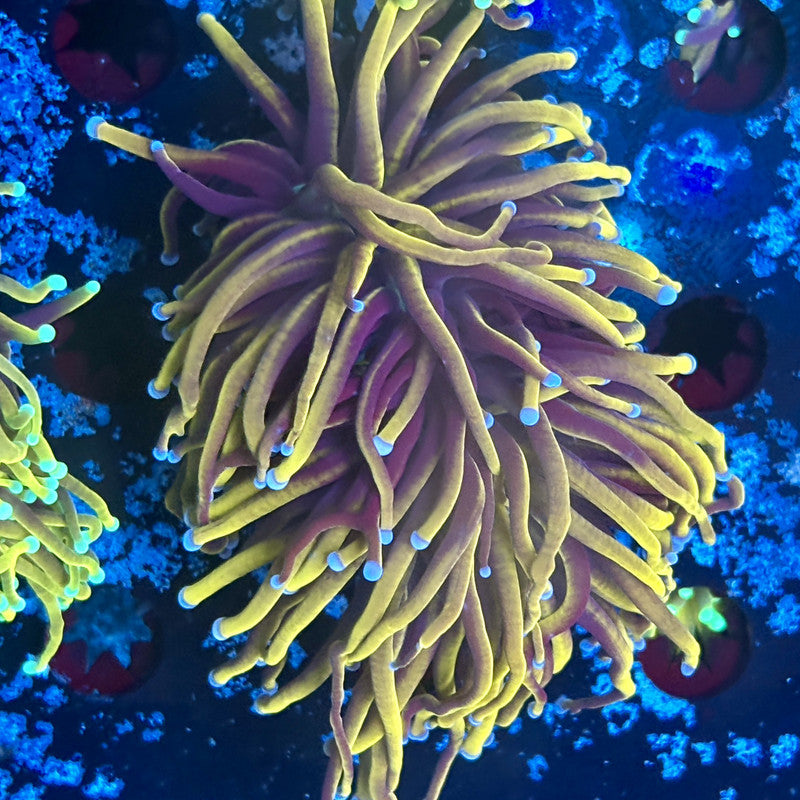 A5-18-M03 || 2 Head 24K Indo Gold Torch WYSIWYG