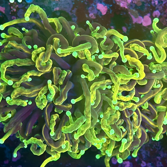 A5-19-M03 || 2 Head Dragon Fire Torch WYSIWYG