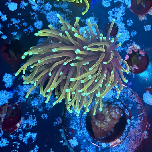 A5-20-M03 || 1 Head Hellfire Torch WYSIWYG