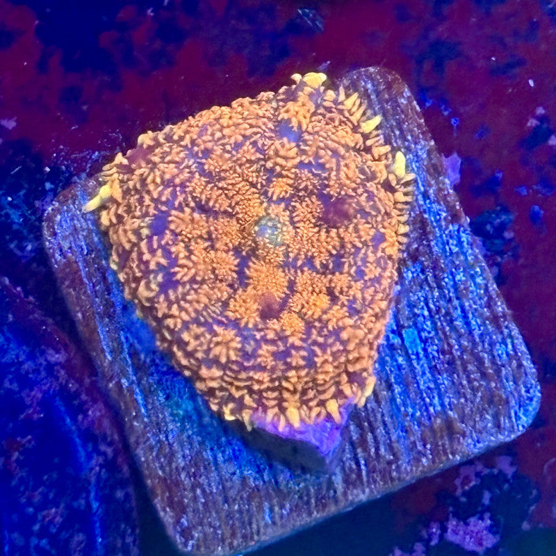 KA02-A01-20260424 || Forest Fire Rhodactis Mushroom