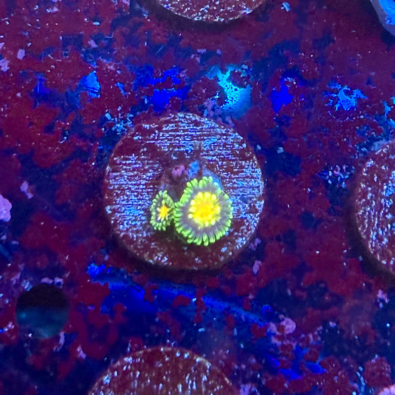 KA02-A06-20260424 || Stargazer Zoa
