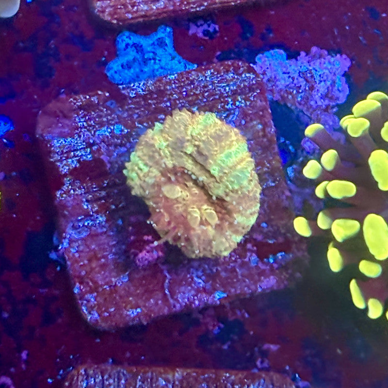KA02-B03-20260424 || Tiger Acan