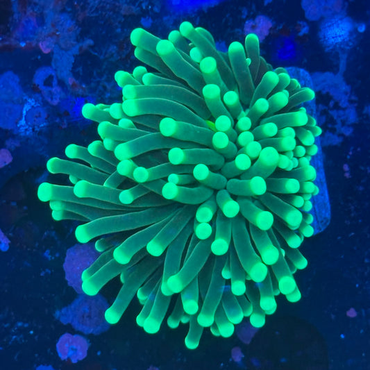 1 Head Malaysian Green Tip Torch 08-R3-08