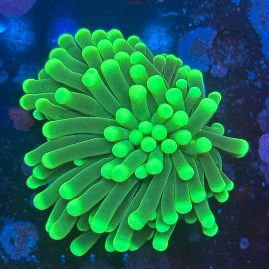 1 Head Malaysian Green Tip Torch 08-R3-19