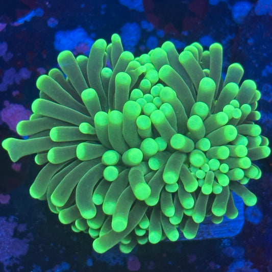1 Head Malaysian Green Tip Torch 08-R3-20