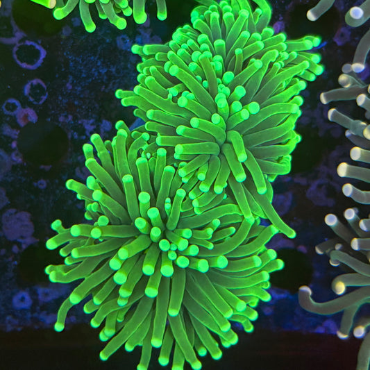 2 Heads Malaysian Green Tip Torch 08-X5-09