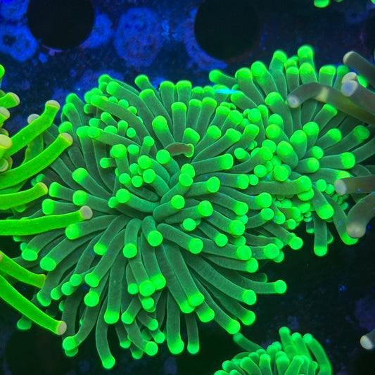 2 Heads Malaysian Green Tip Torch 08-X5-10