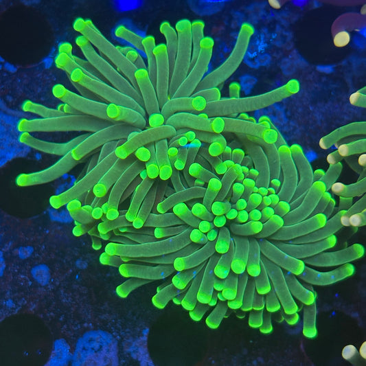 2 Heads Malaysian Green Tip Torch 08-X5-11