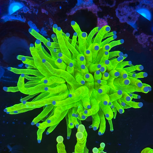 1 Head Holy Grail Torch 08-Y1-04