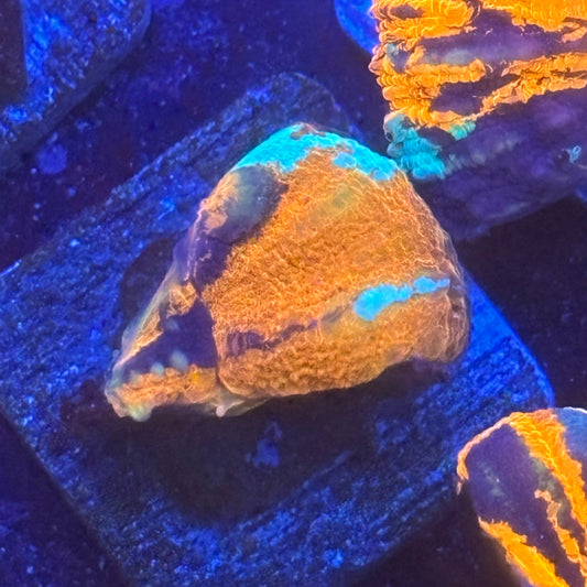 Aquacultured War Paint Scoly WYSIWYG N5-B3-M08