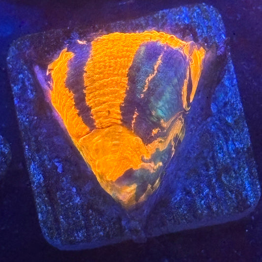 Aquacultured War Paint Scoly WYSIWYG N5-B5-M08