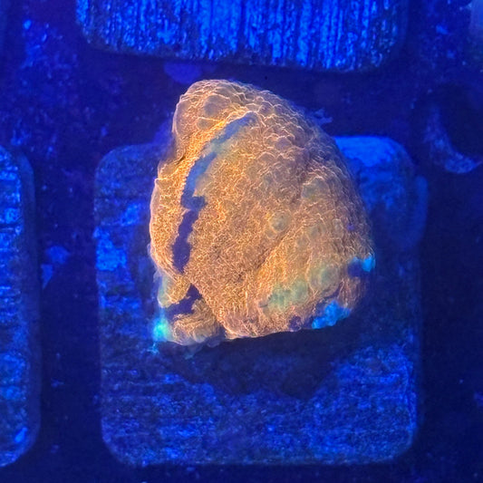 Aquacultured War Paint Scoly WYSIWYG N5-C2-M08