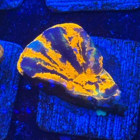 Aquacultured War Paint Scoly WYSIWYG N5-C3-M08