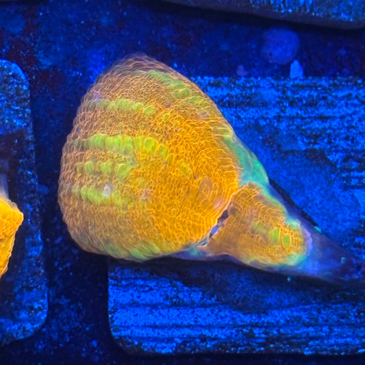 Aquacultured War Paint Scoly WYSIWYG N5-C4-M08