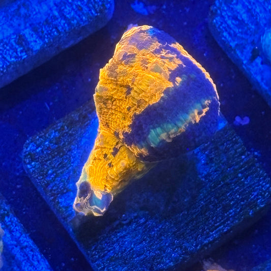 Aquacultured War Paint Scoly WYSIWYG N5-C6-M08