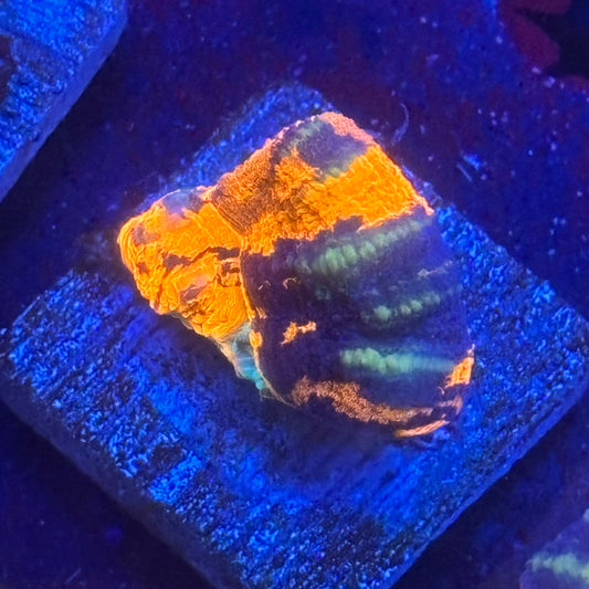 Aquacultured War Paint Scoly WYSIWYG N5-C7-M08