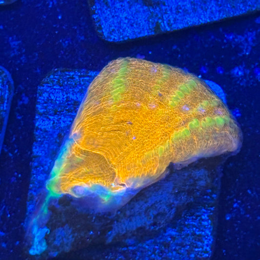 Aquacultured War Paint Scoly WYSIWYG N5-D3-M08