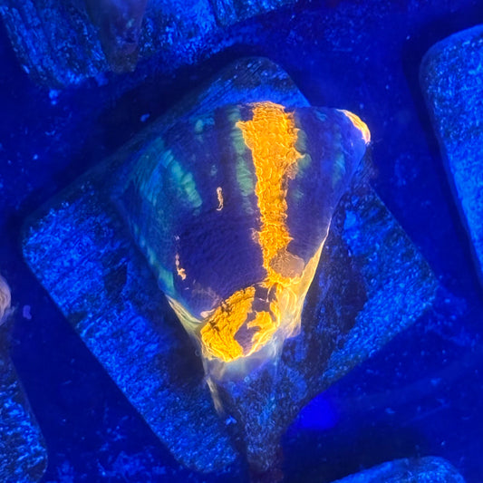 Aquacultured War Paint Scoly WYSIWYG N5-D4-M08