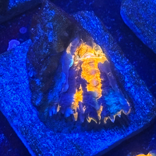 Aquacultured War Paint Scoly WYSIWYG N5-D5-M08