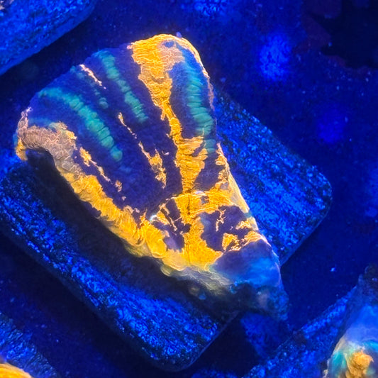 Aquacultured Splatter War Paint Scoly WYSIWYG N5-D7-M08