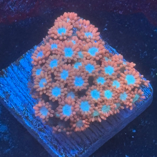 Aquacultured Goniopora WYSIWYG Q1-D7-M08