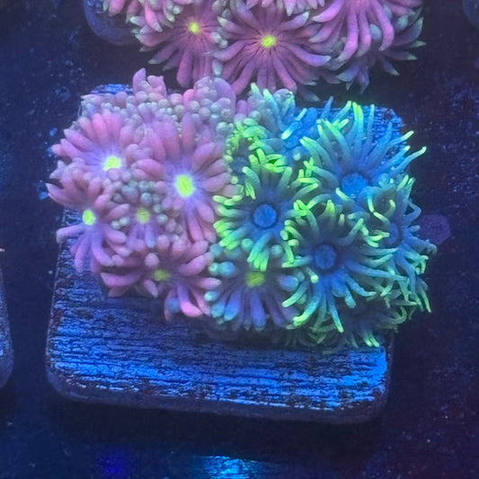 Aquacultured Two Tone Goniopora WYSIWYG Q1-F1-M08