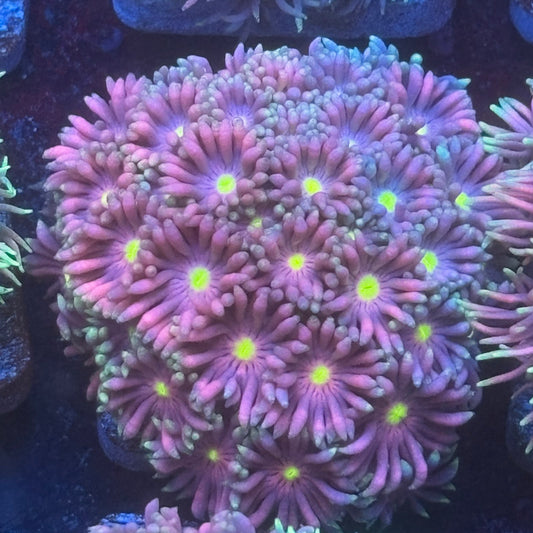 Aquacultured Rainbow SunFlower Goniopora WYSIWYG Q1-F2-M08