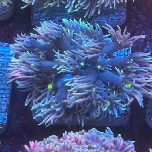 Aquacultured Frosted Tips Goniopora WYSIWYG Q1-F3-M08