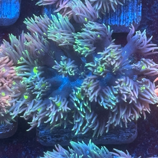 Aquacultured Frosted Tips Goniopora WYSIWYG Q1-F4-M08
