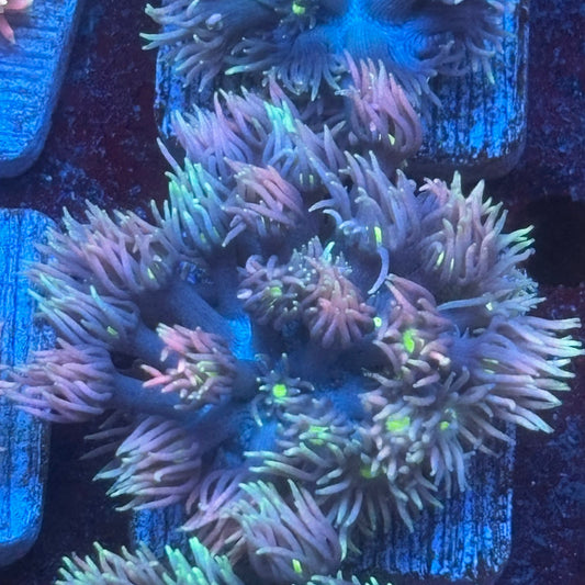 Aquacultured Frosted Tips Goniopora WYSIWYG Q1-F5-M08
