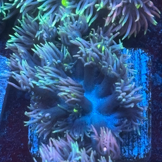Aquacultured Frosted Tips Goniopora WYSIWYG Q1-F6-M08