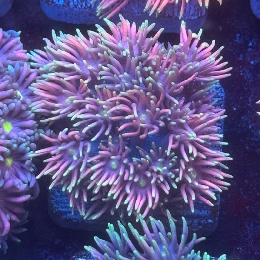 Aquacultured Pink Frosted Tips Goniopora WYSIWYG Q1-G2-M08