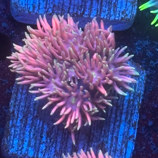 Aquacultured Pink Frosted Tips Goniopora WYSIWYG Q1-G5-M08