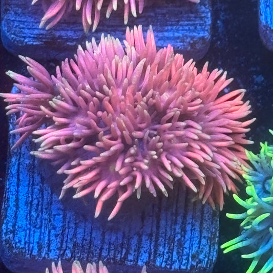 Aquacultured Pink Frosted Tips Goniopora WYSIWYG Q1-G6-M08
