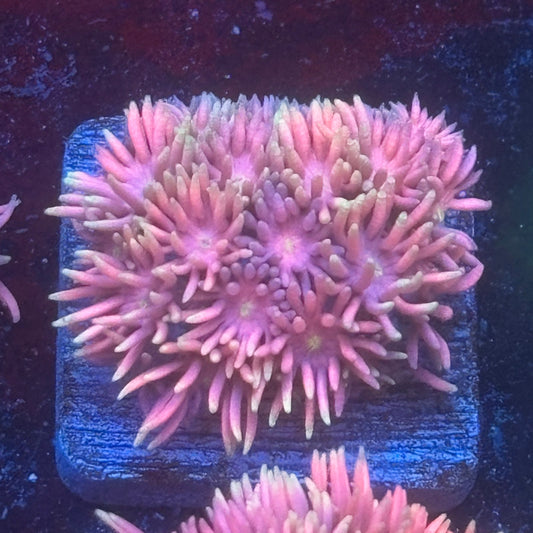 Aquacultured Pink Frosted Tips Goniopora WYSIWYG Q1-G7-M08