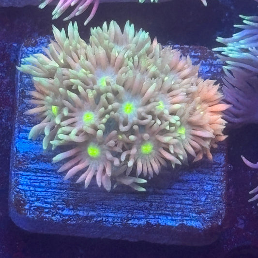 Aquacultured Goniopora WYSIWYG Q1-H1-M08