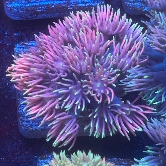 Aquacultured Pink Frosted Tips Goniopora WYSIWYG Q1-H2-M08