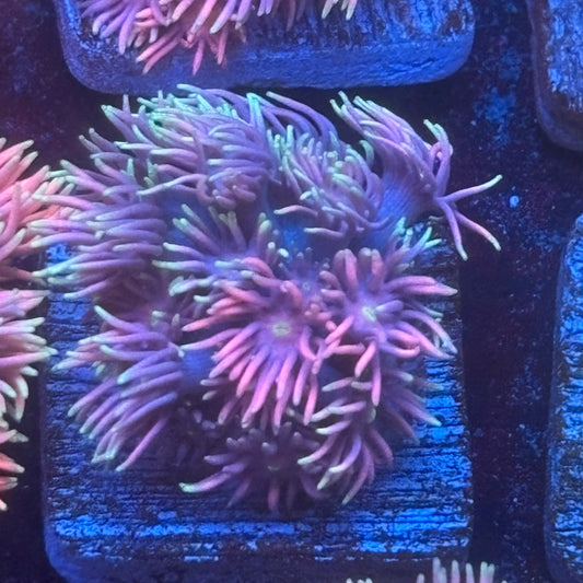 Aquacultured Frosted Tips Goniopora WYSIWYG Q1-H3-M08