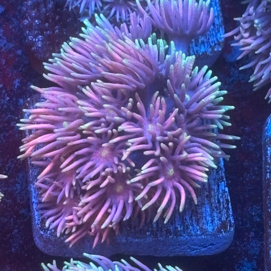 Aquacultured Frosted Tips Goniopora WYSIWYG Q1-H4-M08