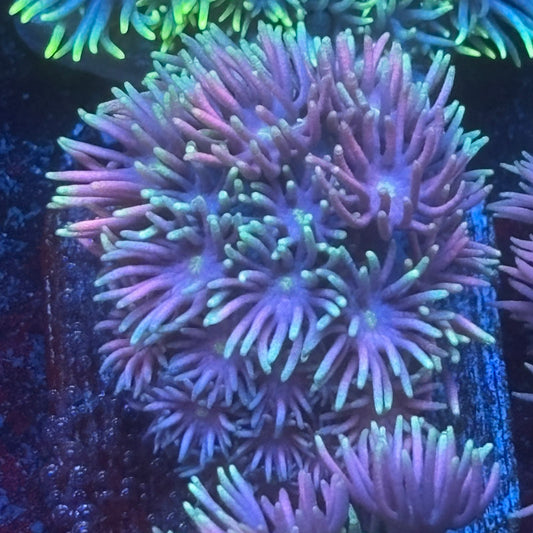 Aquacultured Frosted Tips Goniopora WYSIWYG Q1-H5-M08