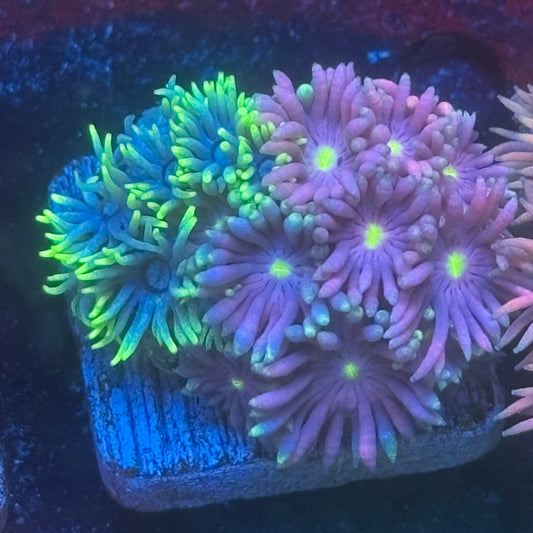 Aquacultured Two Tone Goniopora WYSIWYG Q1-H7-M08