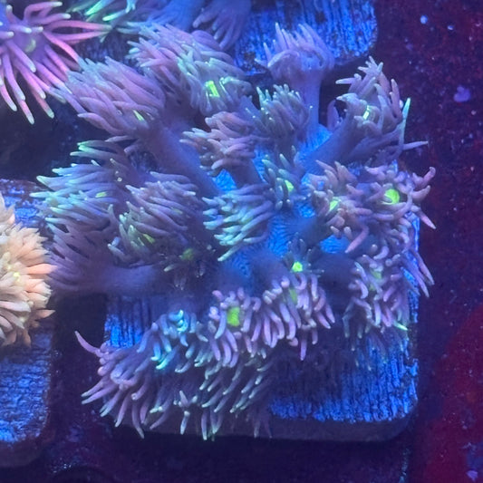 Aquacultured Frosted Tips Goniopora WYSIWYG Q1-I1-M08