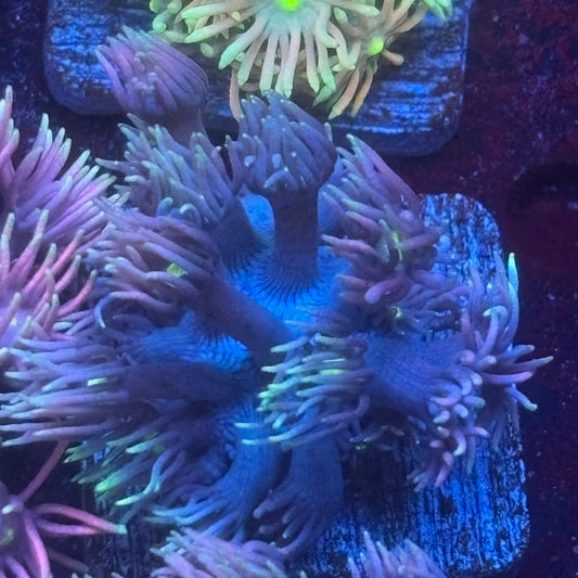 Aquacultured Frosted Tips Goniopora WYSIWYG Q1-I2-M08