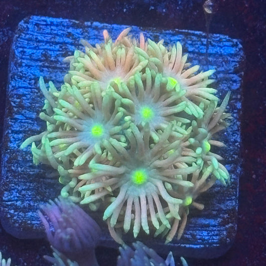 Aquacultured Goniopora WYSIWYG Q1-I3-M08