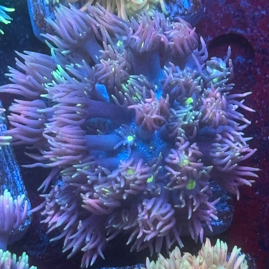 Aquacultured Frosted Tips Goniopora WYSIWYG Q1-I5-M08
