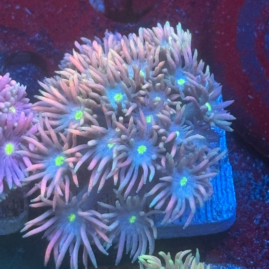 Aquacultured Rainbow Sunflower Goniopora WYSIWYG Q1-I7-M08