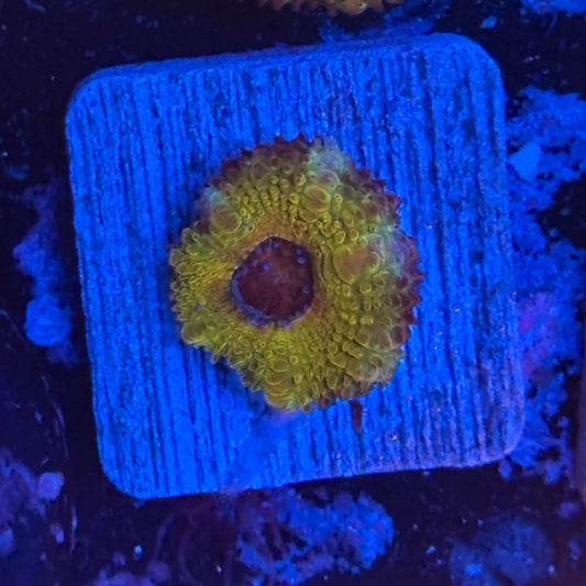 Aquacultured Golden Asian Acan WYSIWYG Z2-A1-M08