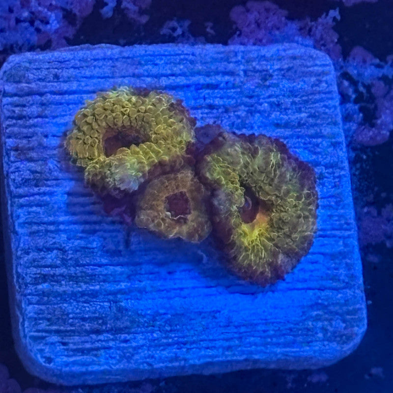 Aquacultured Golden Asian Acan WYSIWYG Z2-A3-M08